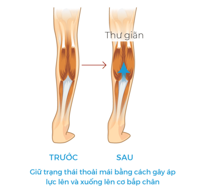 minh-hoa-bonbone-calf-2-min